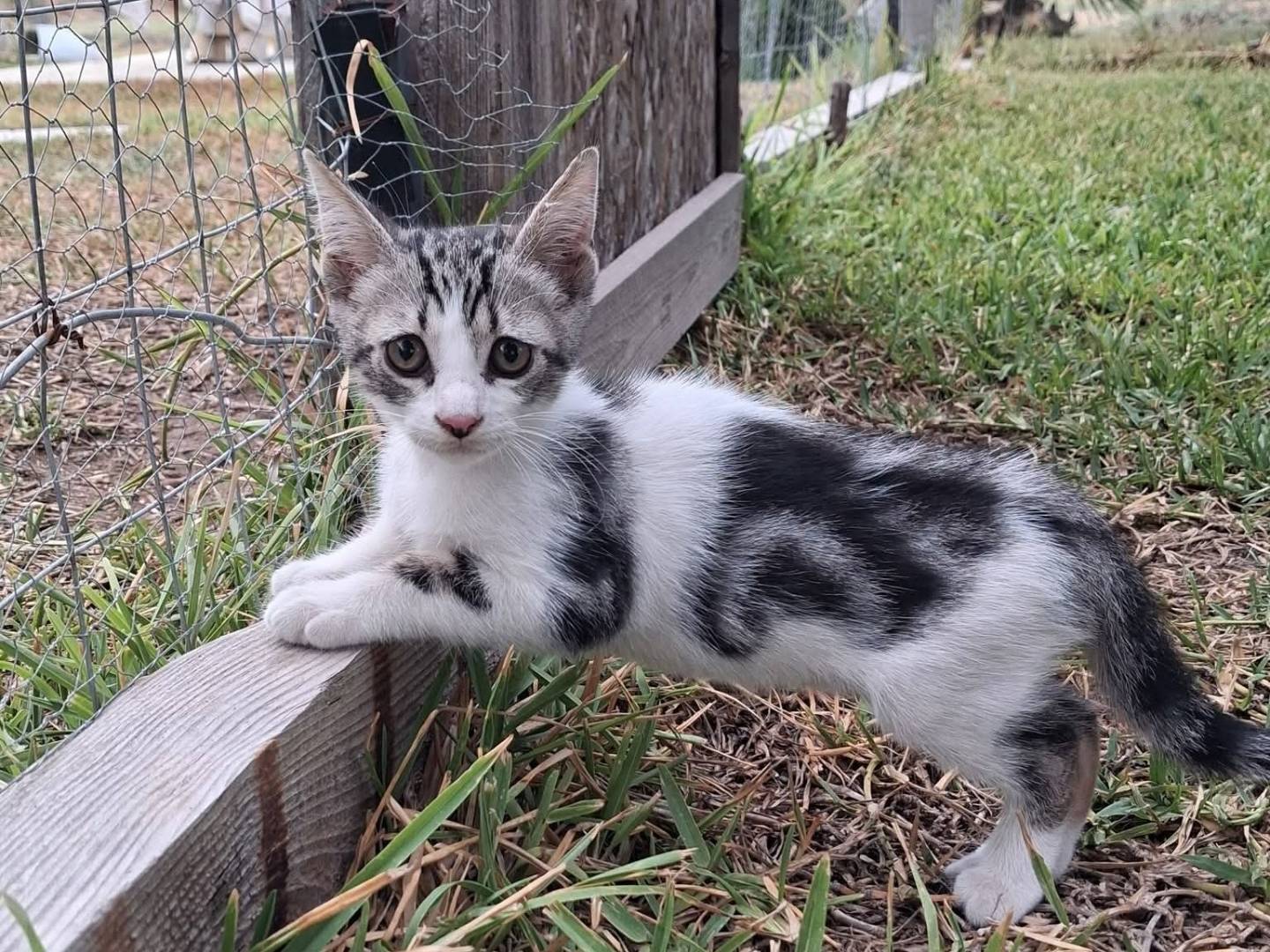 Adozione gatto, maschio, Razza sconosciuta Razza sconosciuta, 2 mesi, taglia non valida, Siracusa