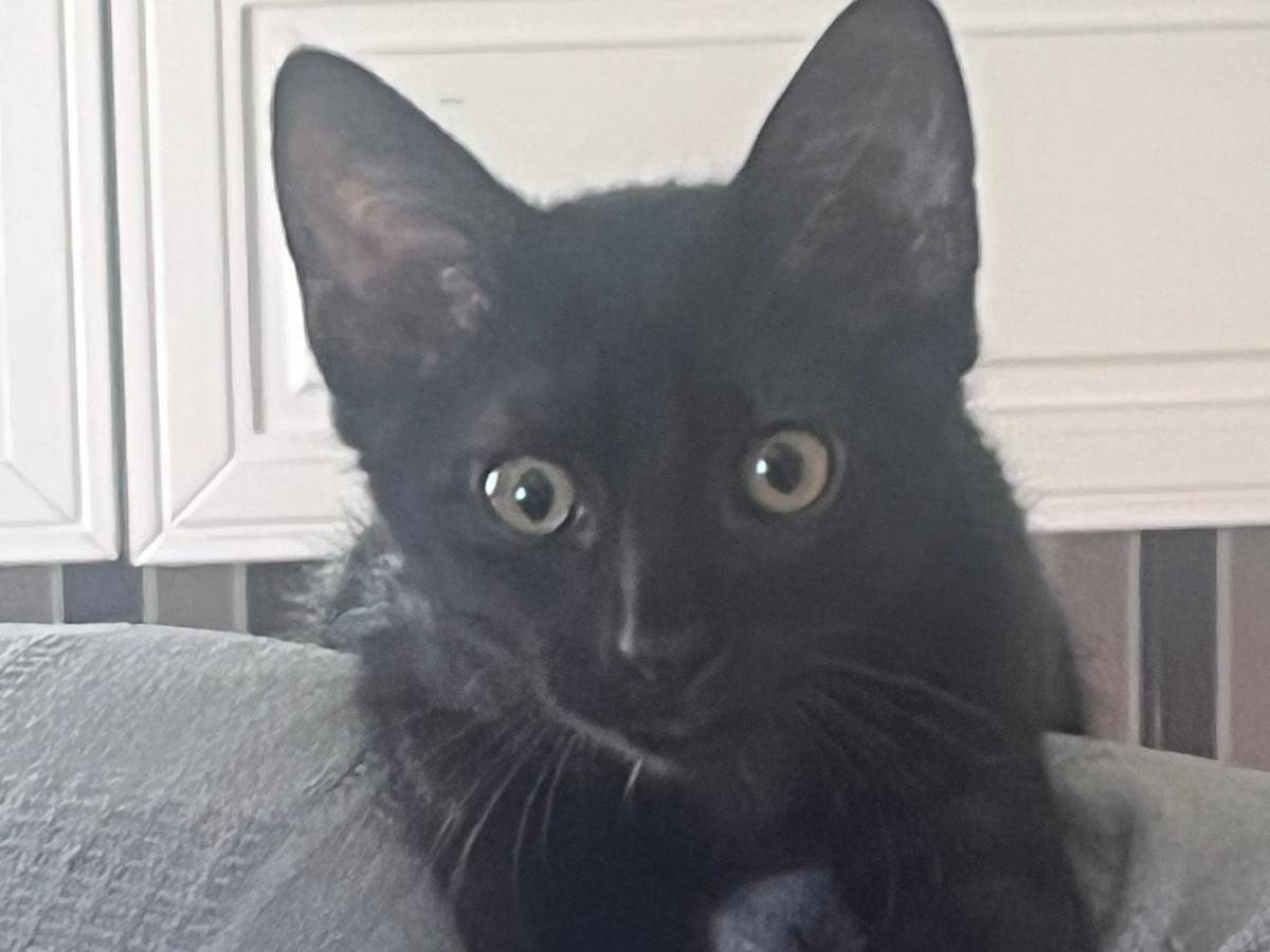 Adozione gatto, femmina, Razza sconosciuta Razza sconosciuta, 2 mesi, taglia non valida, Siracusa