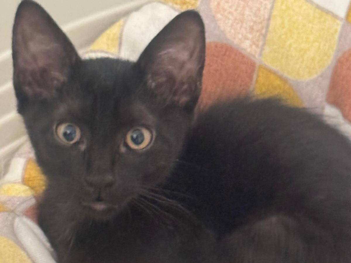 Adotta un gatto, femmina, 2 mesi, Siracusa
