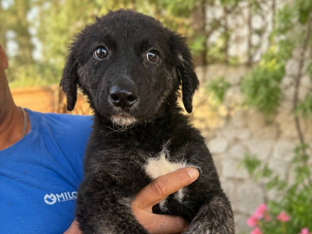 Adozione cane, femmina, Razza sconosciuta Razza sconosciuta, 4 mesi, taglia media, Trapani