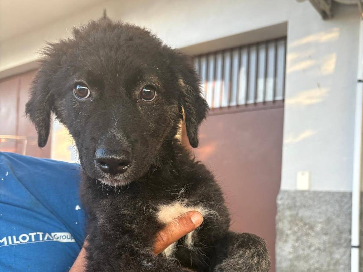 Adotta un cane, femmina, 4 mesi, Trapani