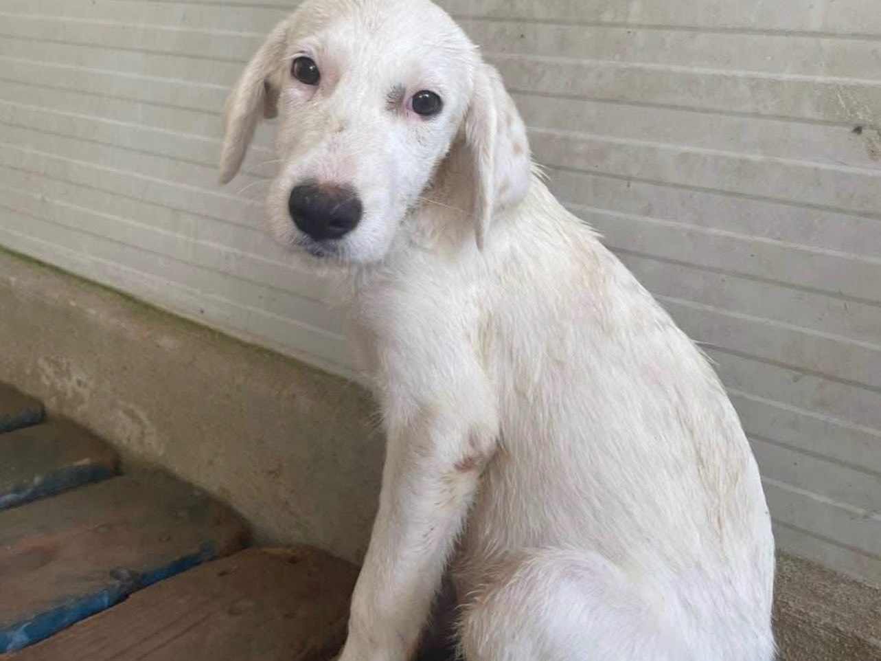 Adozione cane, femmina, Razza sconosciuta Razza sconosciuta, 1 anno e 4 mesi, taglia grande, Napoli