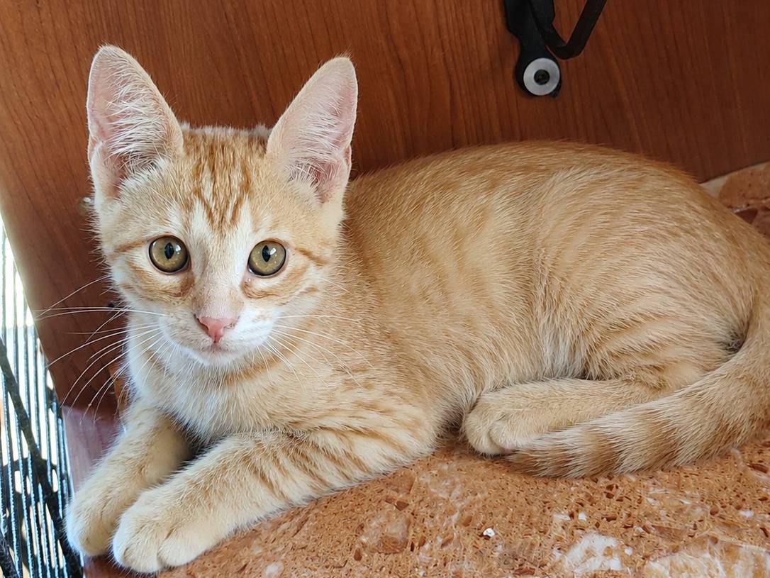 Adotta un gatto, maschio, 4 mesi, Cremona