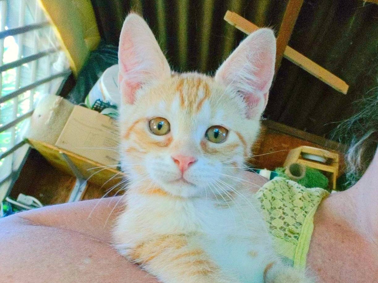 Adotta un gatto, taglia non valida, maschio, Cremona