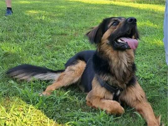 Adozione cane, maschio, Pastore tedesco Razza sconosciuta, 3 anni, taglia grande, Padova
