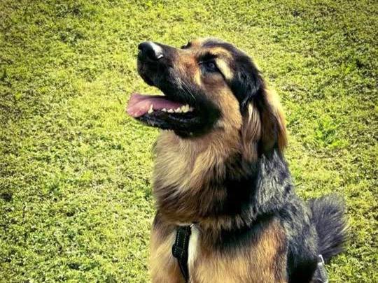 Adotta un cane, maschio, 3 anni, Padova