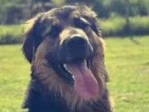 Adotta un cane, taglia grande, maschio, Padova