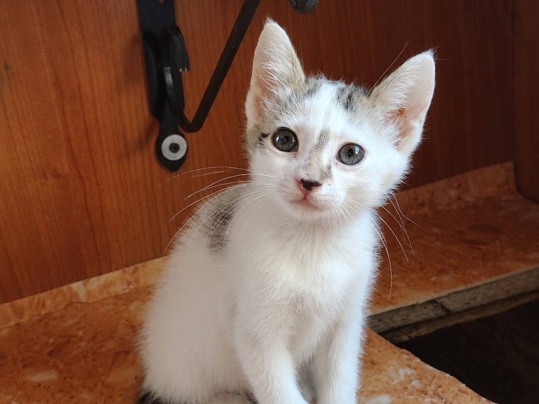 Adotta un gatto, maschio, 3 mesi, Cremona
