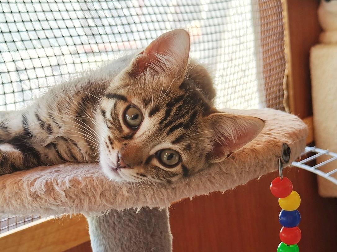 Adozione gatto, maschio, Razza sconosciuta Razza sconosciuta, 3 mesi, taglia non valida, Cremona