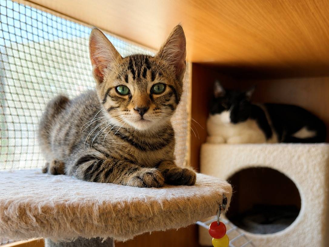 Adotta un gatto, maschio, 3 mesi, Cremona
