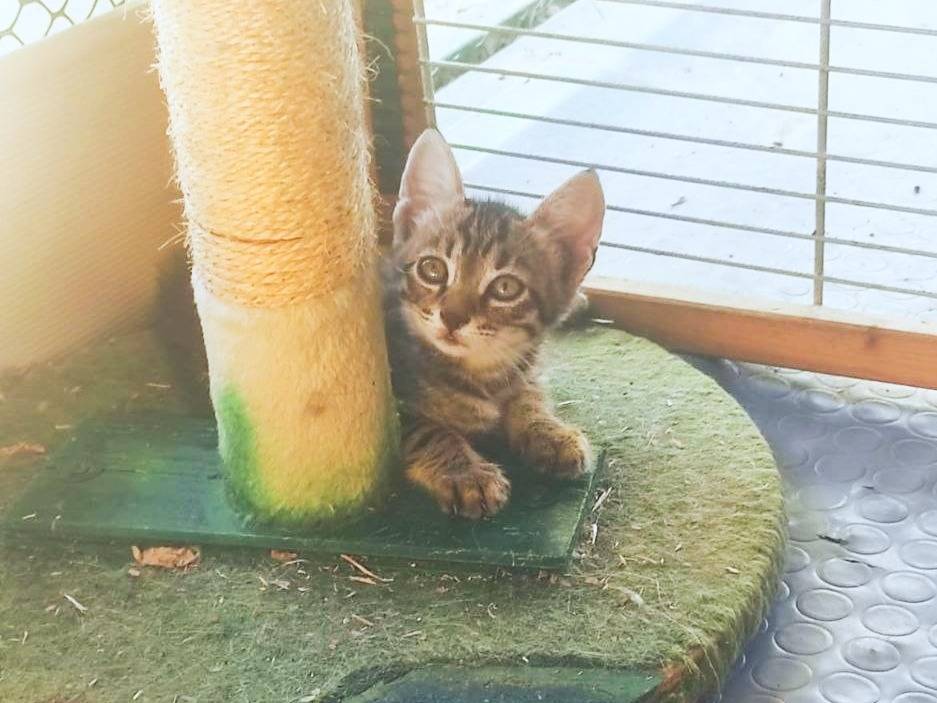 Adotta un gatto, taglia non valida, maschio, Cremona