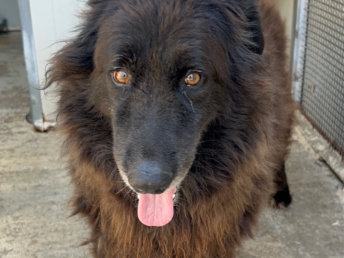 Adozione cane, maschio, Pastore Belga Groenendael Razza sconosciuta, 9 anni e 7 mesi, taglia grande, Trapani