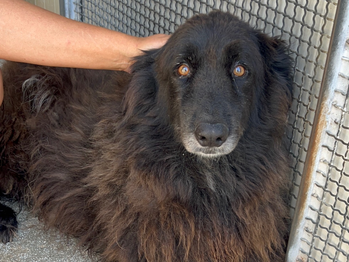 Adotta un cane, maschio, 9 anni e 7 mesi, Trapani
