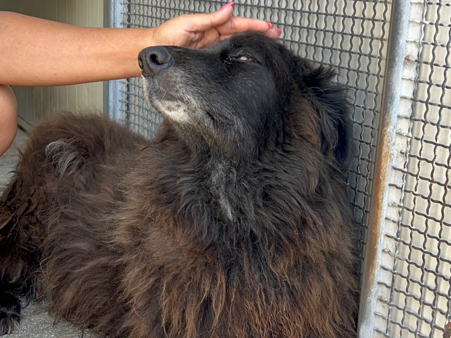 Adotta un cane, taglia grande, maschio, Trapani