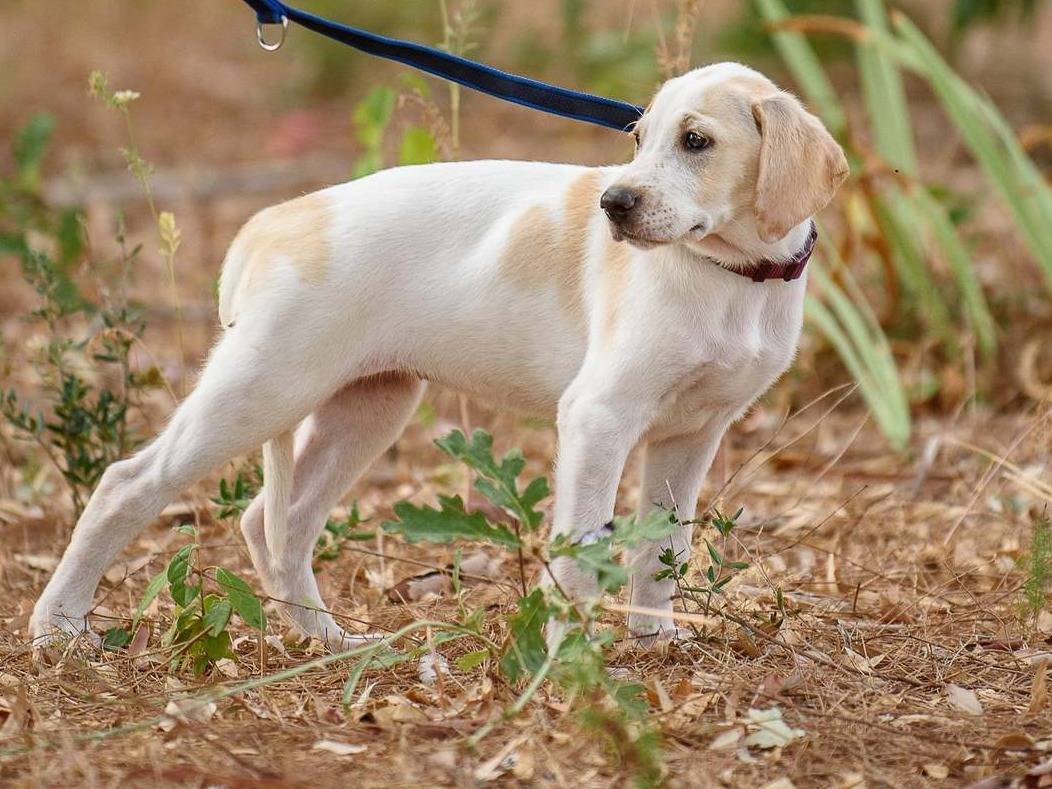 Adozione cane, femmina, Razza sconosciuta Razza sconosciuta, 3 mesi, taglia media, Bergamo