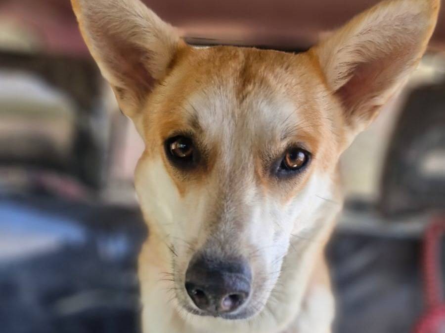 Adozione cane, femmina, Razza sconosciuta Razza sconosciuta, 2 anni e 2 mesi, taglia media contenuta, Milano