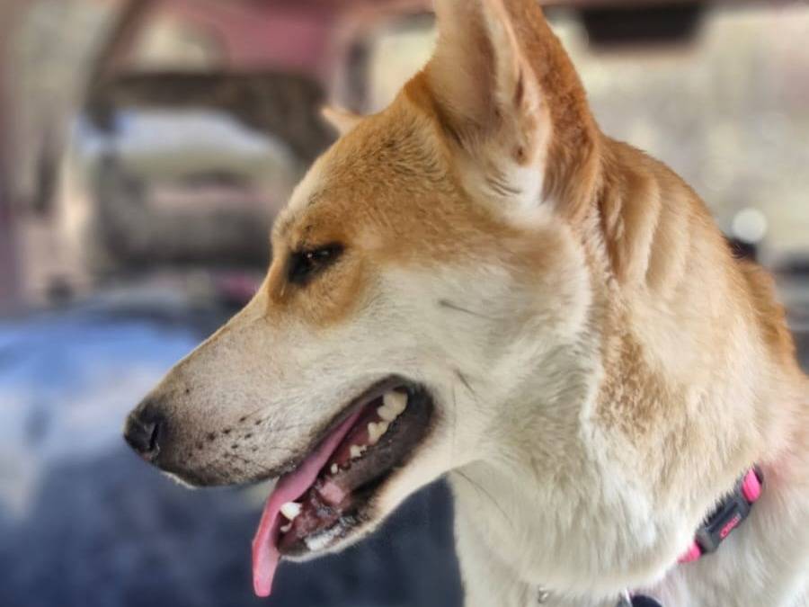 Adotta un cane, femmina, 2 anni e 2 mesi, Milano