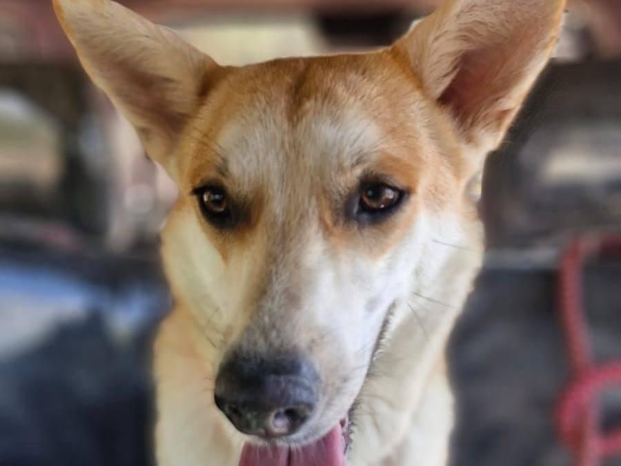 Adotta un cane, taglia media contenuta, femmina, Milano