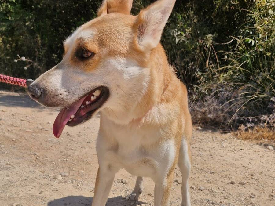 Vuoi adottare un cane a Milano?