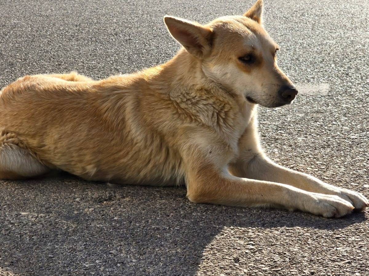 Adotta il cane Sama a Milano