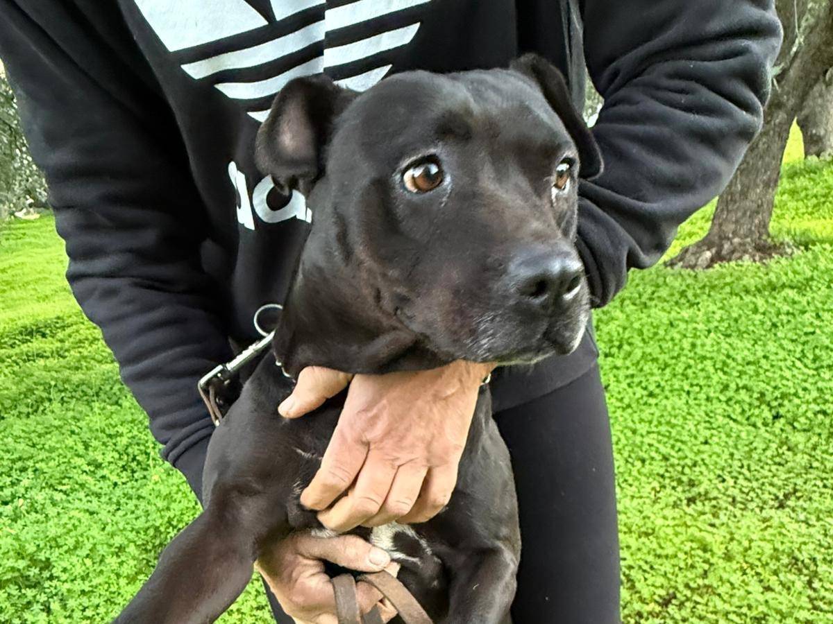 Adotta un cane, femmina, 3 anni e 11 mesi, Cosenza