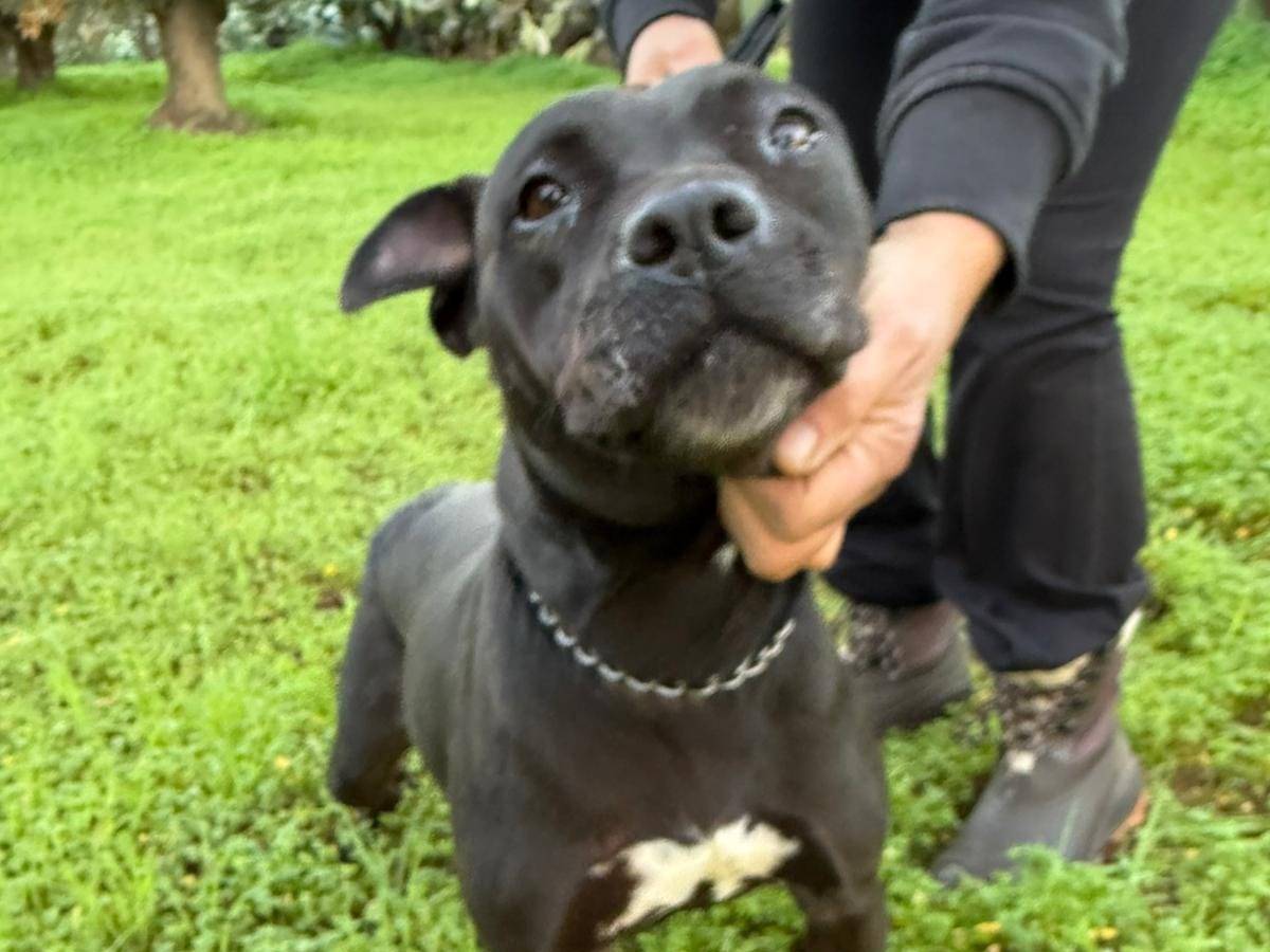 Adotta un cane, taglia media, femmina, Cosenza