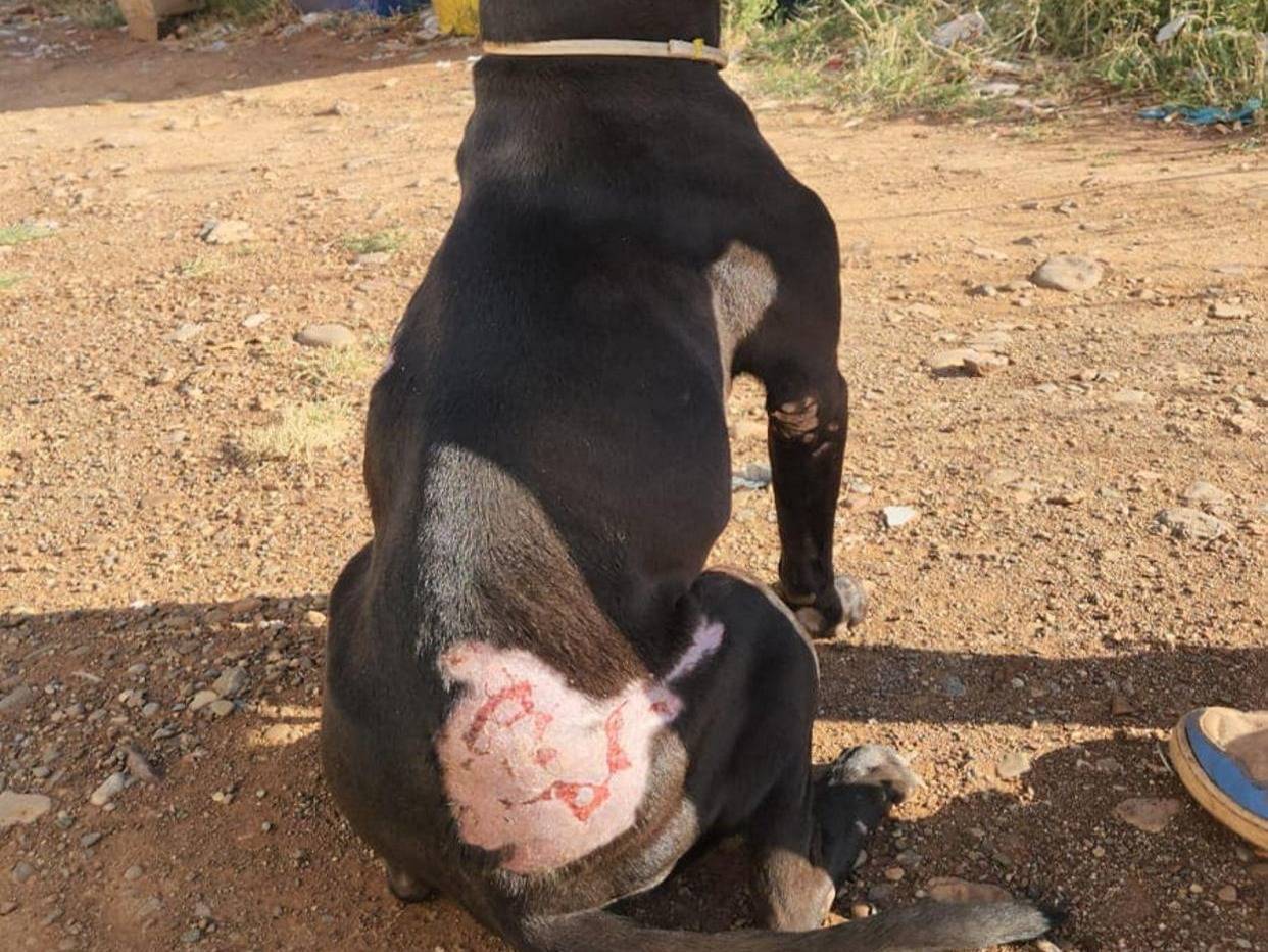 Adotta il cane Yuma Pit buonissima a Cosenza
