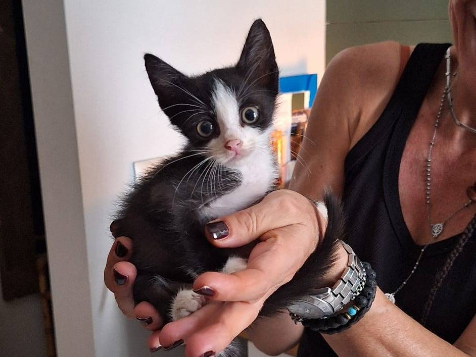 Vuoi adottare un gatto a Imperia?