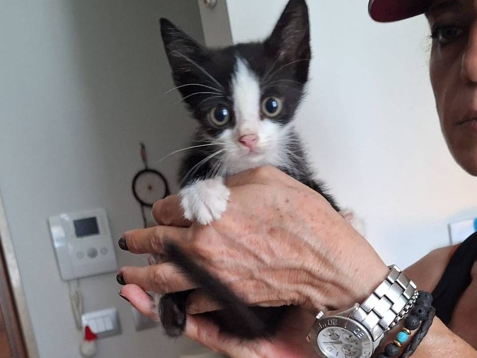 Adotta un gatto, taglia non valida, maschio, Imperia