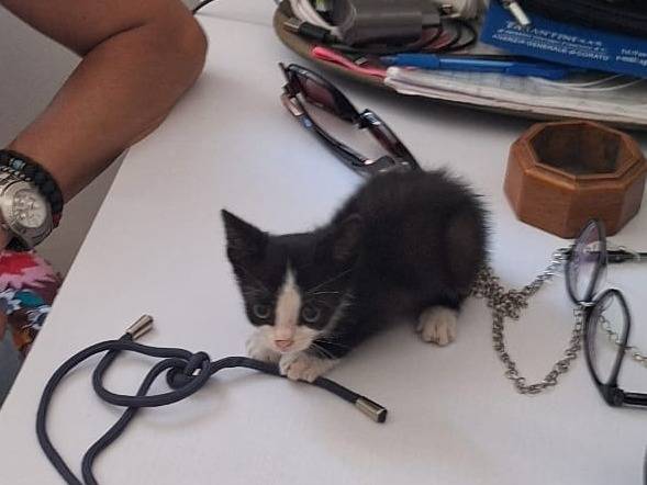 Adotta un gatto, maschio, 1 mese, Imperia