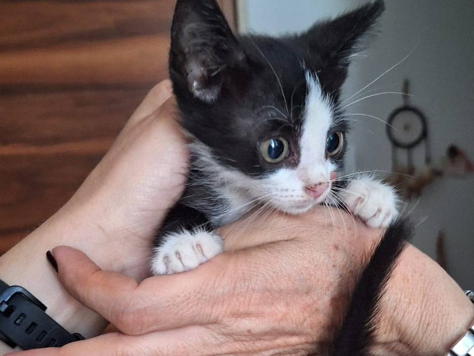 Adotta il gatto Whisky  a Imperia