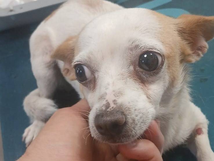 Adozione cane, femmina, Razza sconosciuta Razza sconosciuta, 3 anni e 7 mesi, taglia piccola, Bari