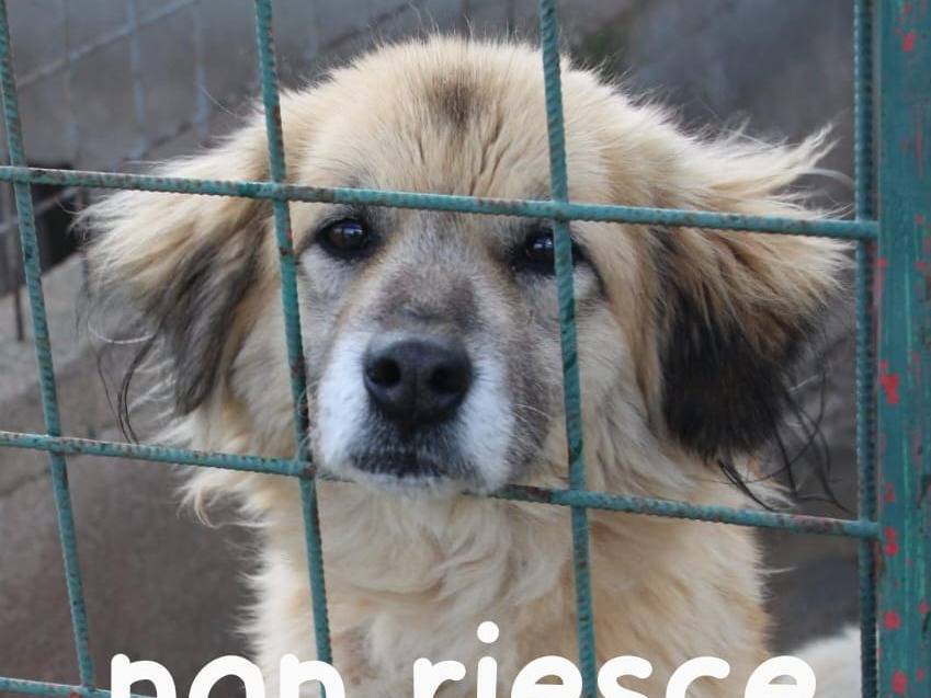Foto 3 dell'animale