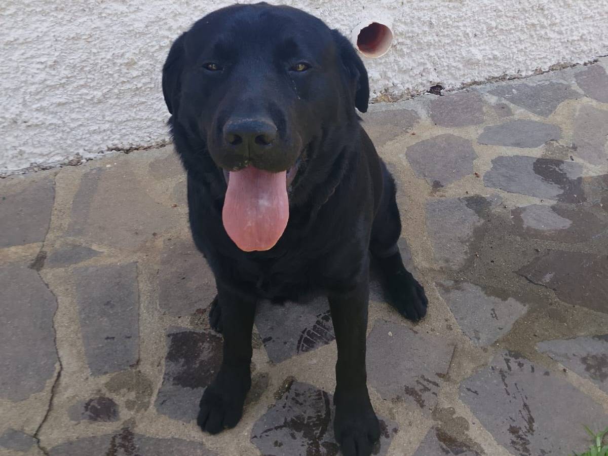 Adozione cane, maschio, Labrador Retriever Razza sconosciuta, 5 anni, taglia gigante, Vibo