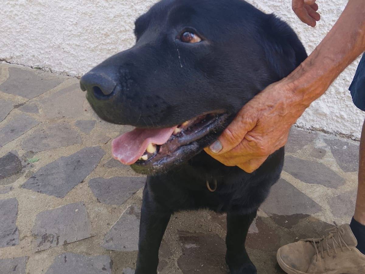 Adotta un cane, maschio, 5 anni, Vibo