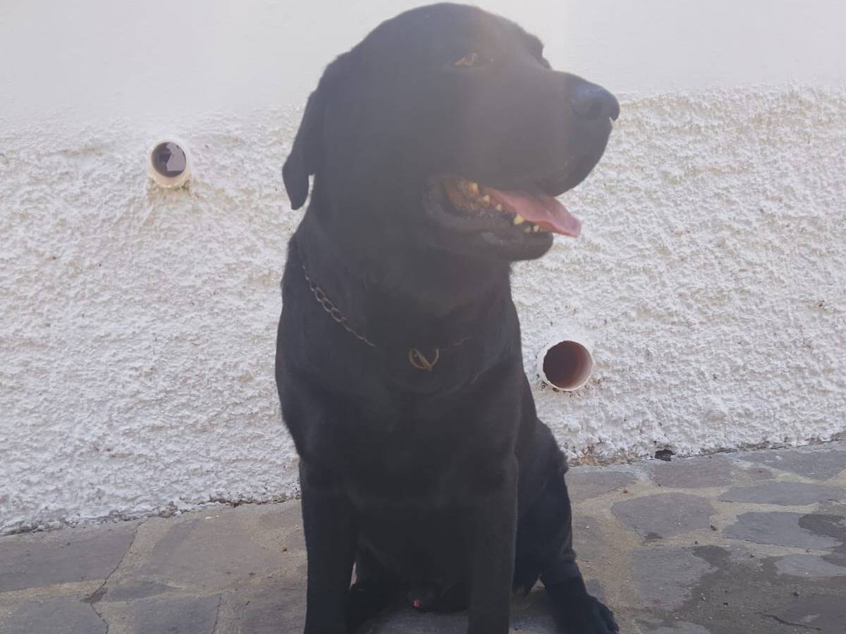 Vuoi adottare un cane a Vibo?