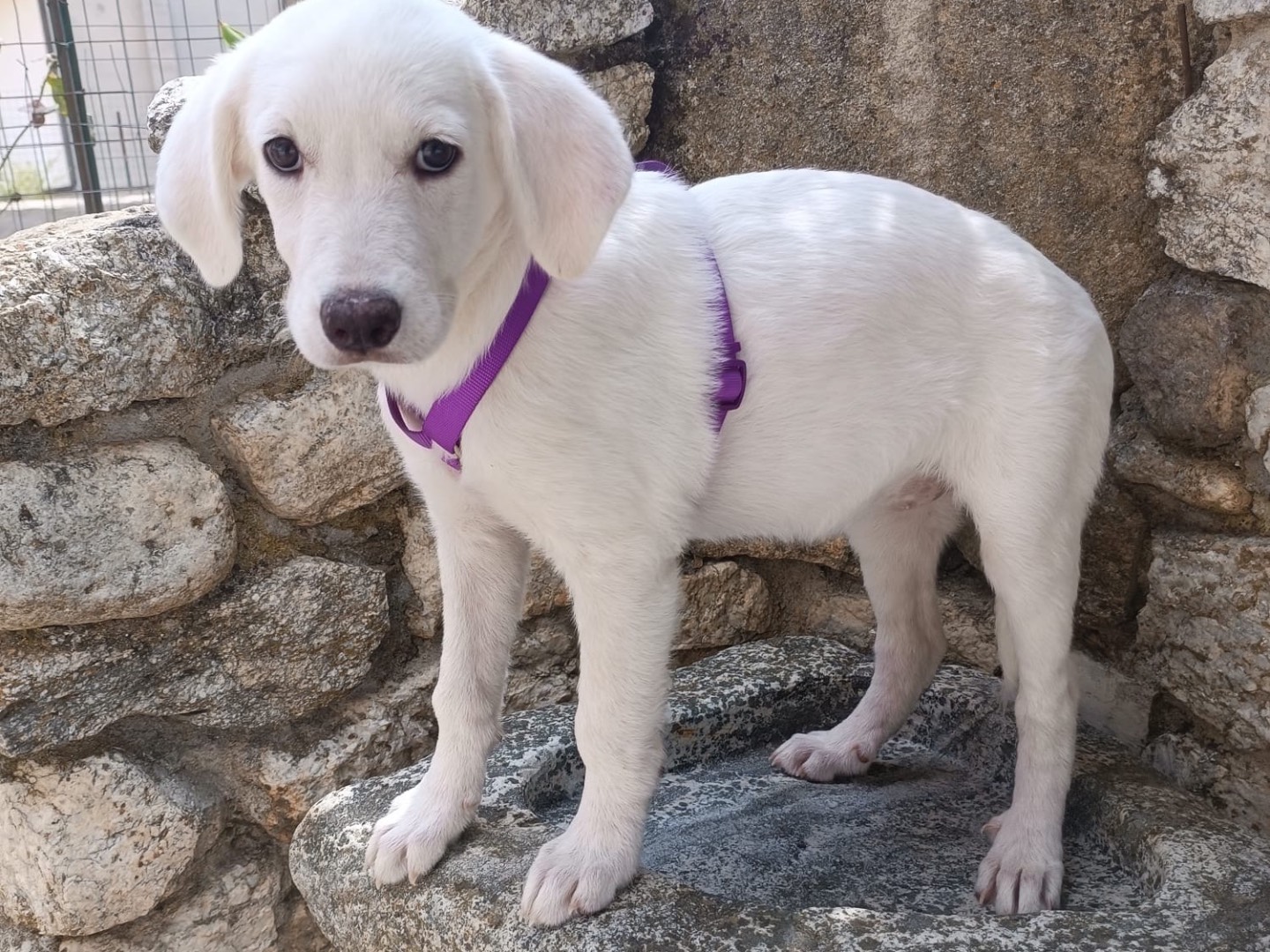 Adotta un cane, femmina, 4 mesi, Vibo