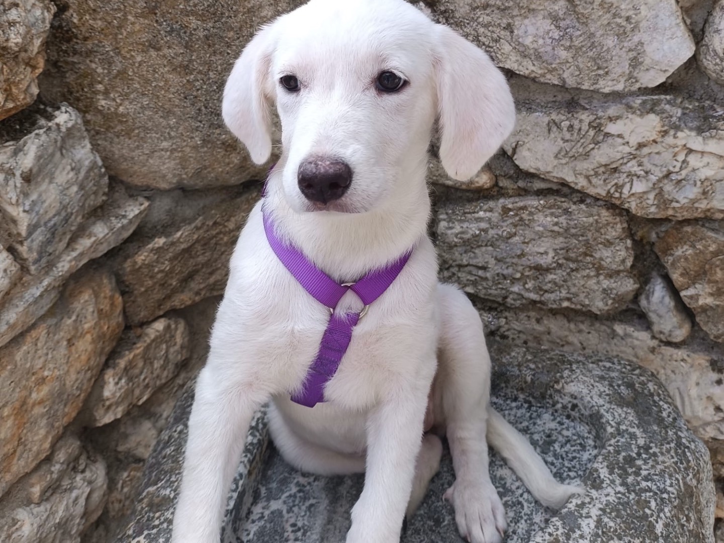 Adotta un cane, taglia media, femmina, Vibo