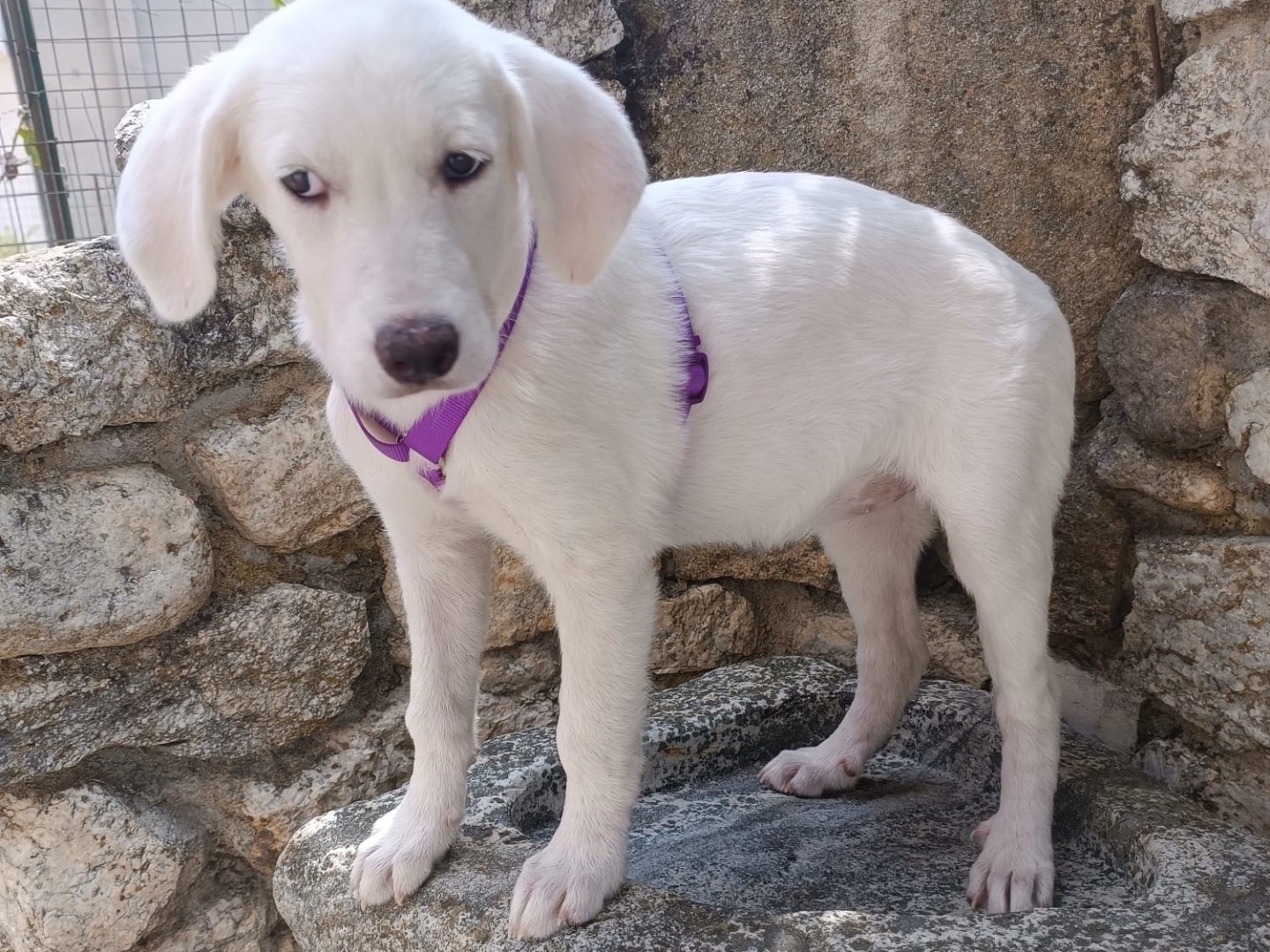 Vuoi adottare un cane a Vibo?