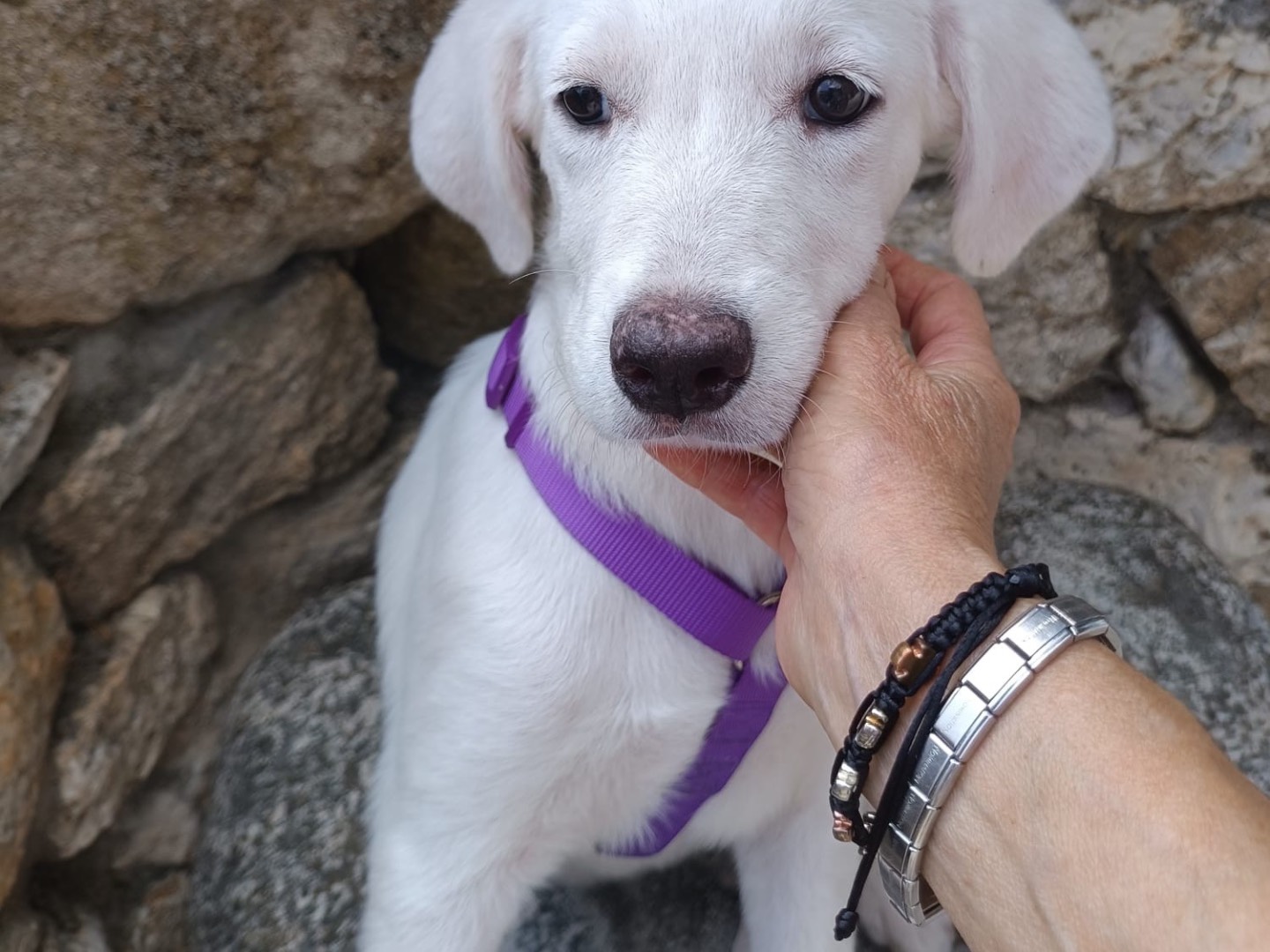 Adozione cane, femmina, Razza sconosciuta Razza sconosciuta, 4 mesi, taglia media, Vibo