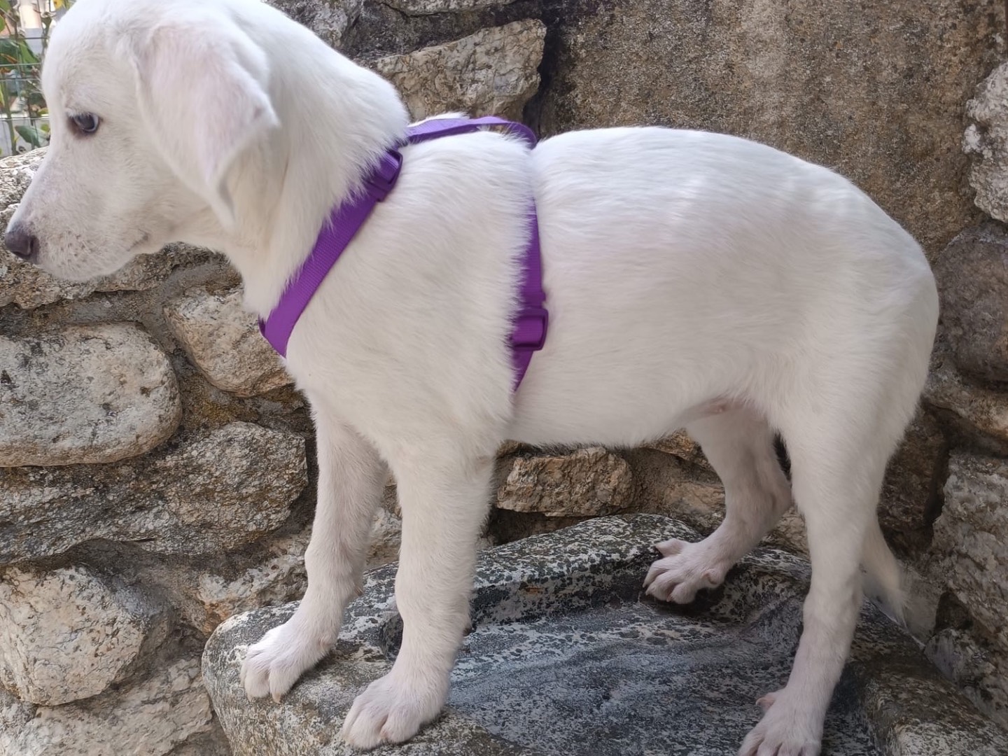 Adotta il cane Lilly a Vibo