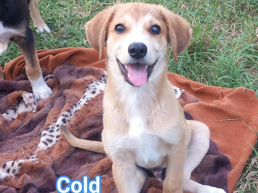 Adozione cane, femmina, Razza sconosciuta Razza sconosciuta, 3 mesi, taglia media, Caserta