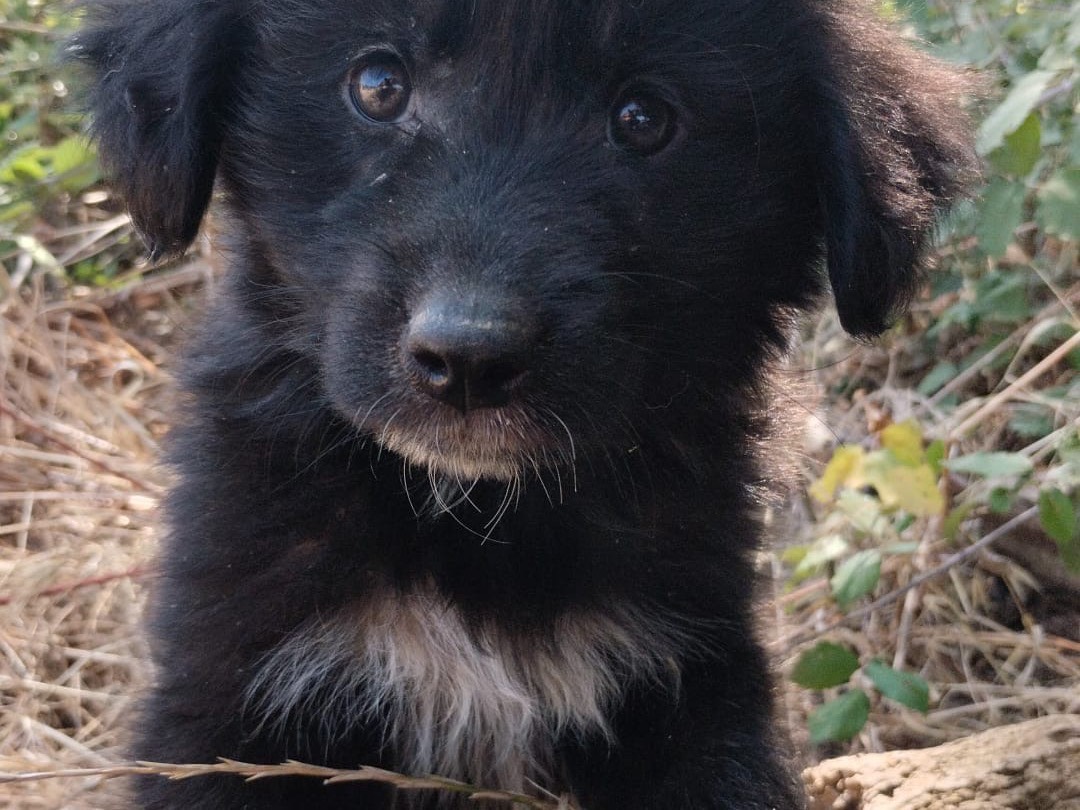 Adozione cane, maschio, Razza sconosciuta Razza sconosciuta, 3 mesi, taglia media, Vibo