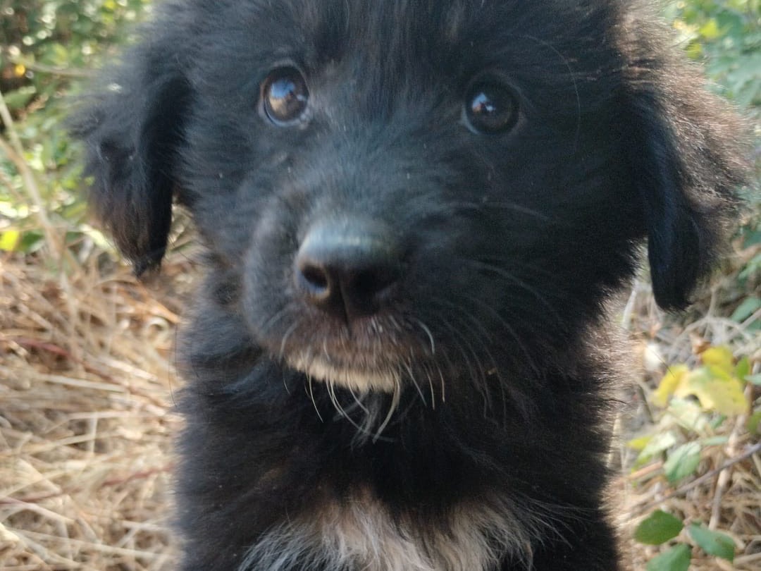 Adotta un cane, maschio, 3 mesi, Vibo