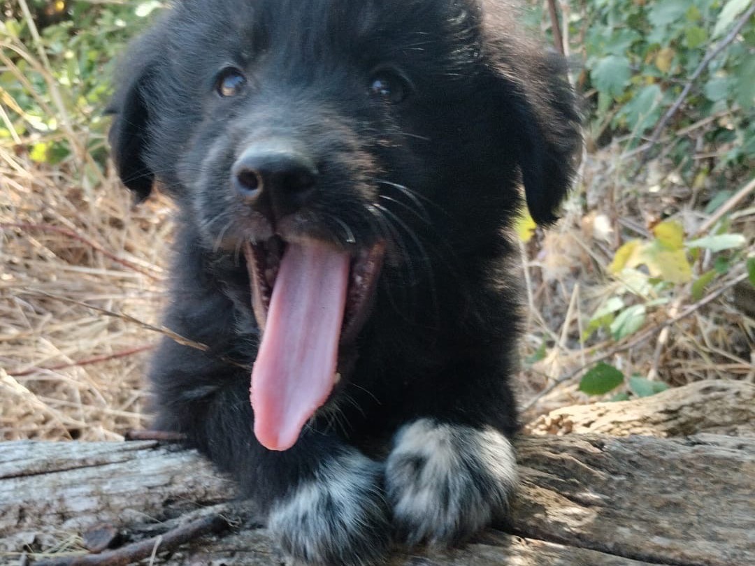 Vuoi adottare un cane a Vibo?