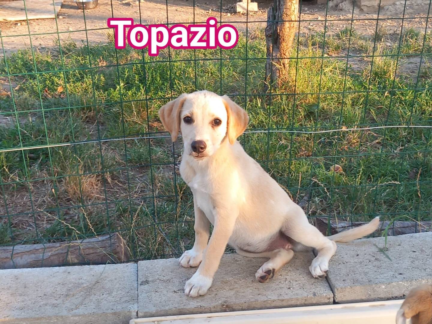 Adotta un cane, femmina, 3 mesi, Caserta