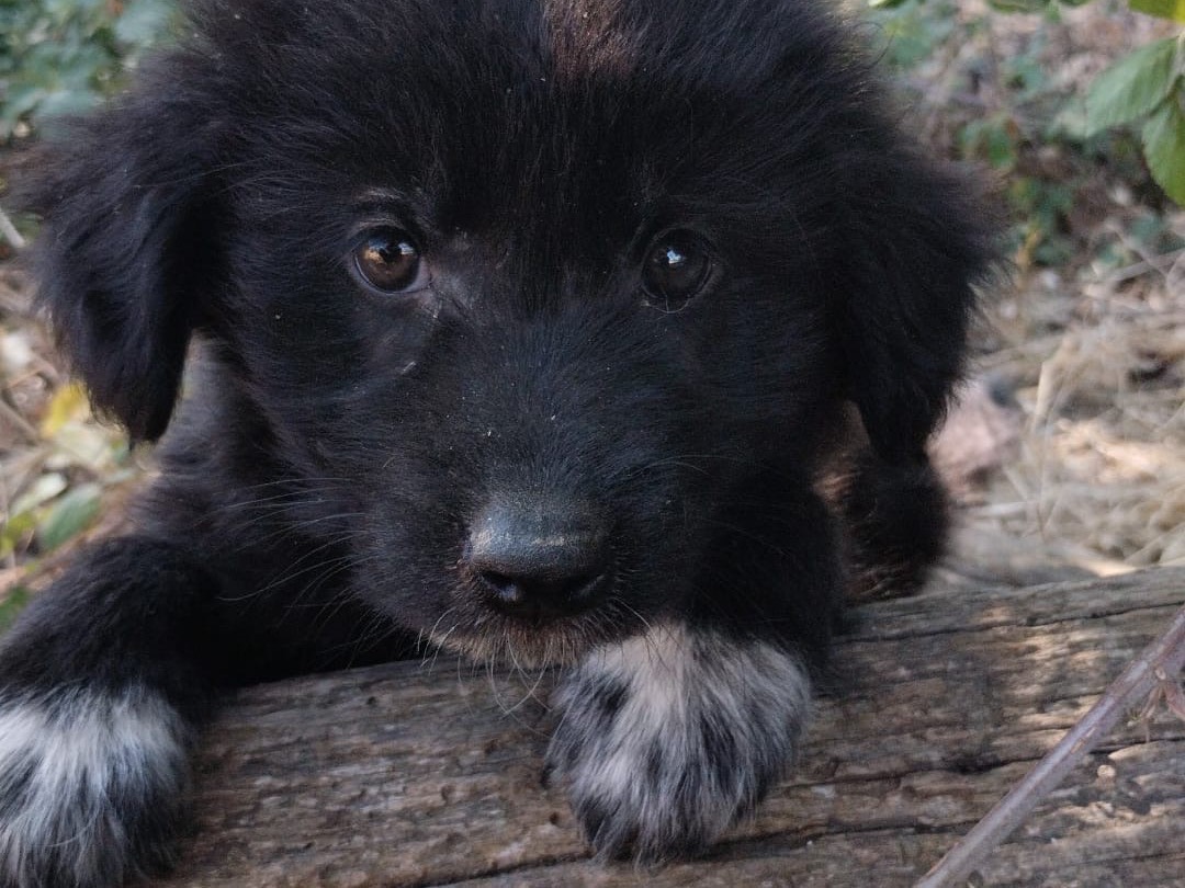 Adotta un cane, taglia media, maschio, Vibo