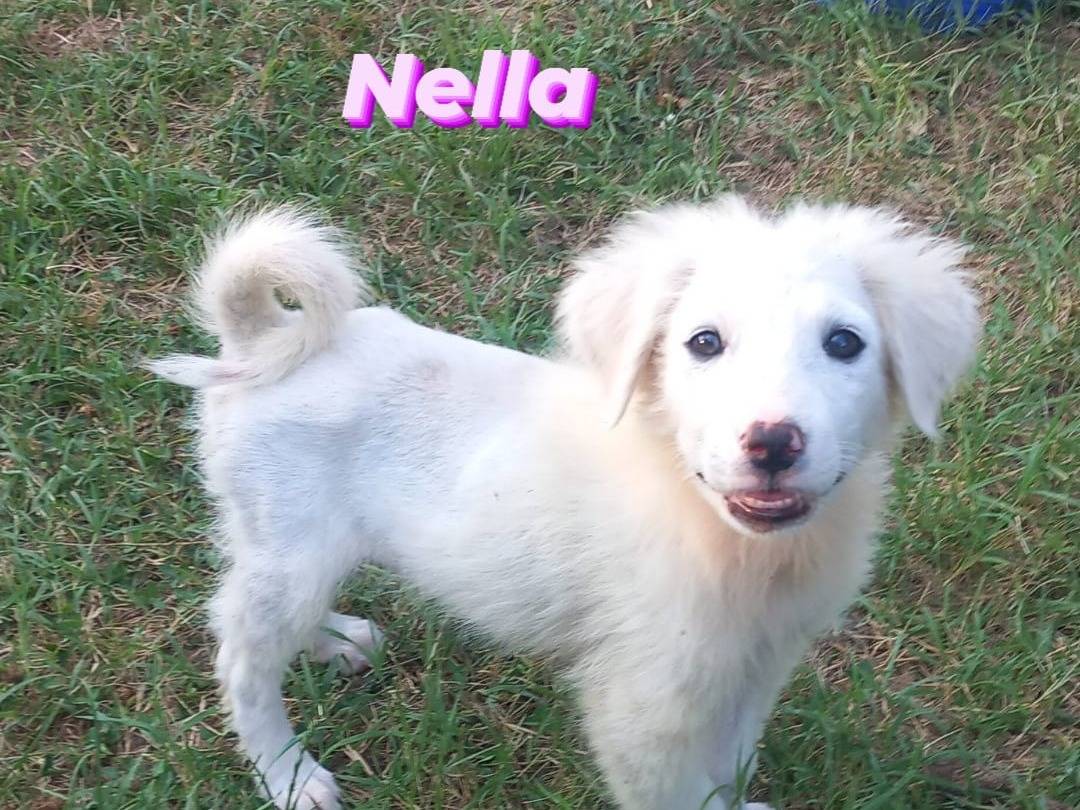 Adotta un cane, taglia media, femmina, Caserta