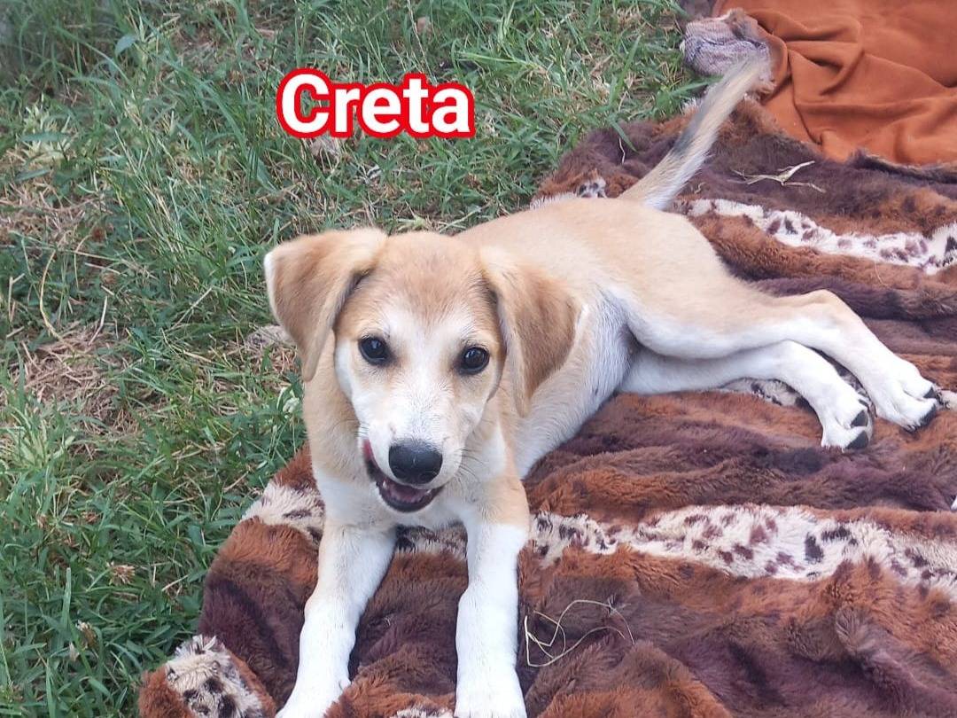Vuoi adottare un cane a Caserta?