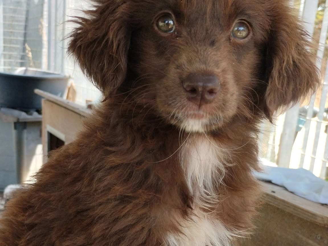 Adozione cane, femmina, Razza sconosciuta Razza sconosciuta, 3 mesi, taglia media, Vibo